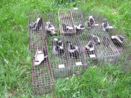 12 skunks trapped by suburban wildlife control